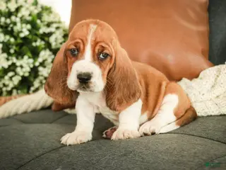 Basset Hound dogs Arturo - Ad 9