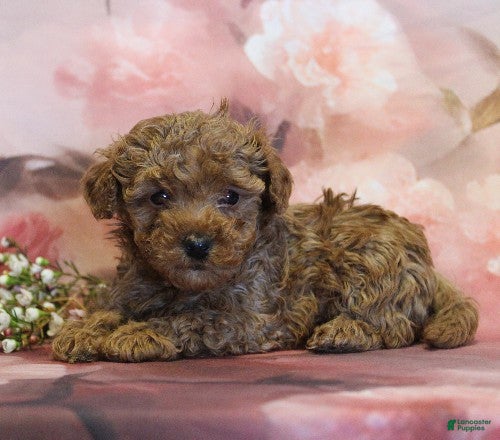 Toy Poodle dogs Sky - Ad 2