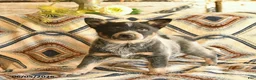 Australian Cattle Dog dogs for sale: Leo  - Ad 3