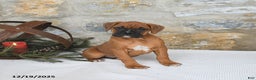 Boxer dogs for sale: Havana - Ad 2