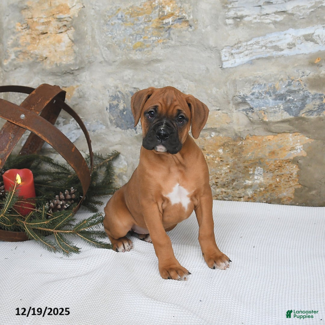 Boxer dogs for sale: Havana - Ad 2