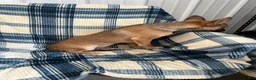 Chihuahua dogs for sale: Chihuahua  SCOTTY Boy - Ad 4