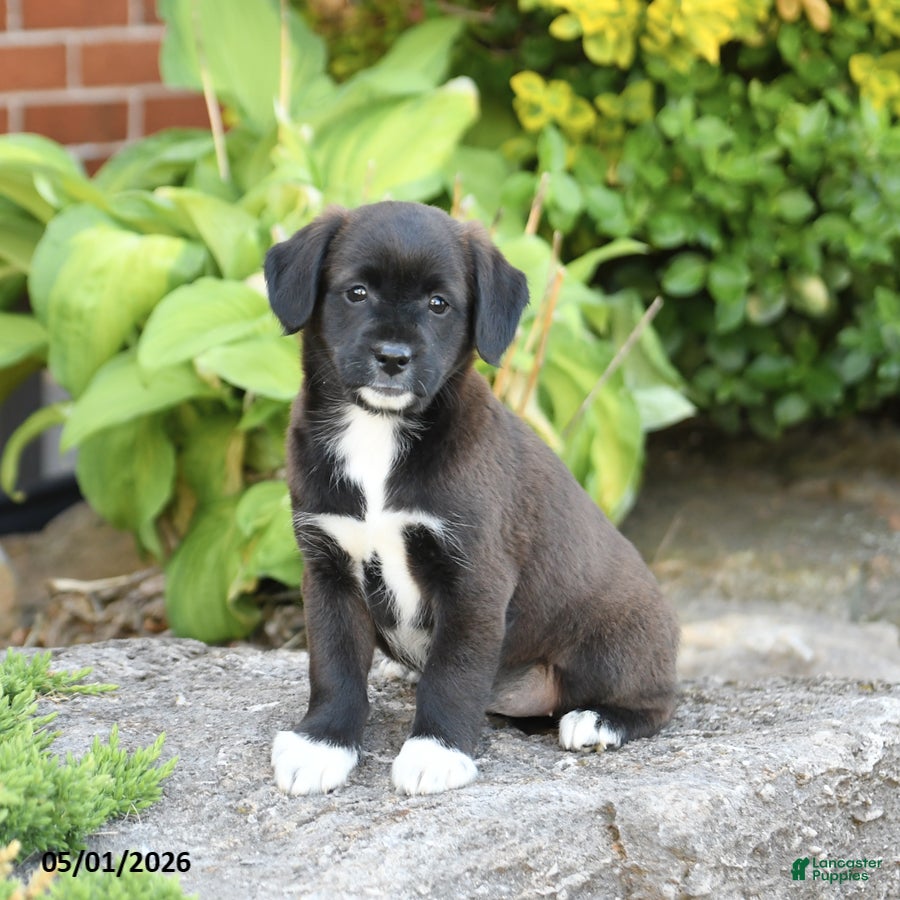 Mixed Breed dogs Lilly - Ad 2