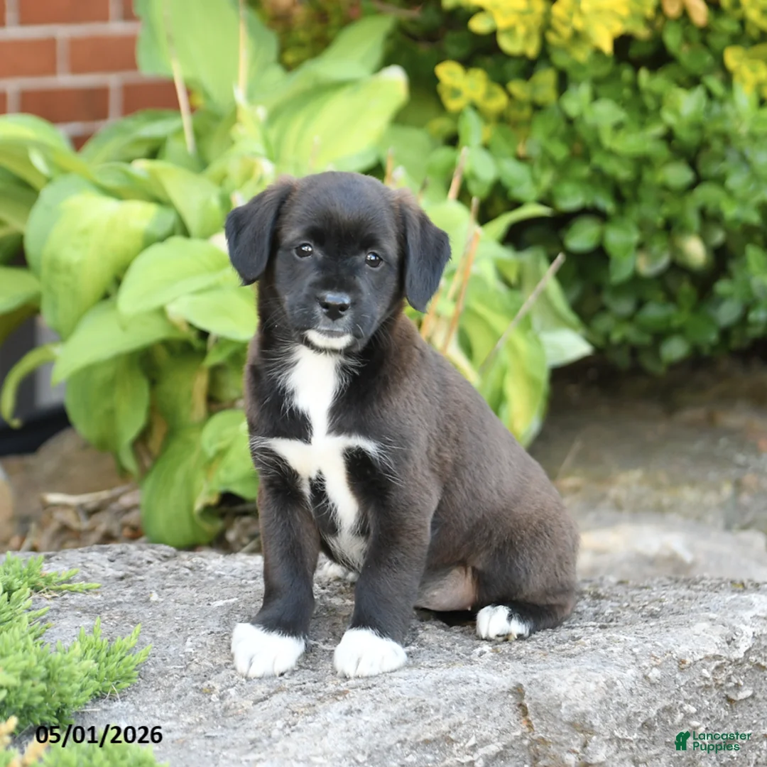 Mixed Breed dogs for sale: Lilly - Ad 2