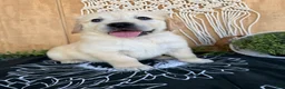 Golden Retriever dogs for sale: Gigi - Ad 17