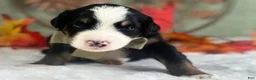 Bernedoodle dogs for sale: Ischko - Ad 3