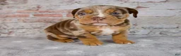 Beabull dogs for sale: Gwen - Ad 5
