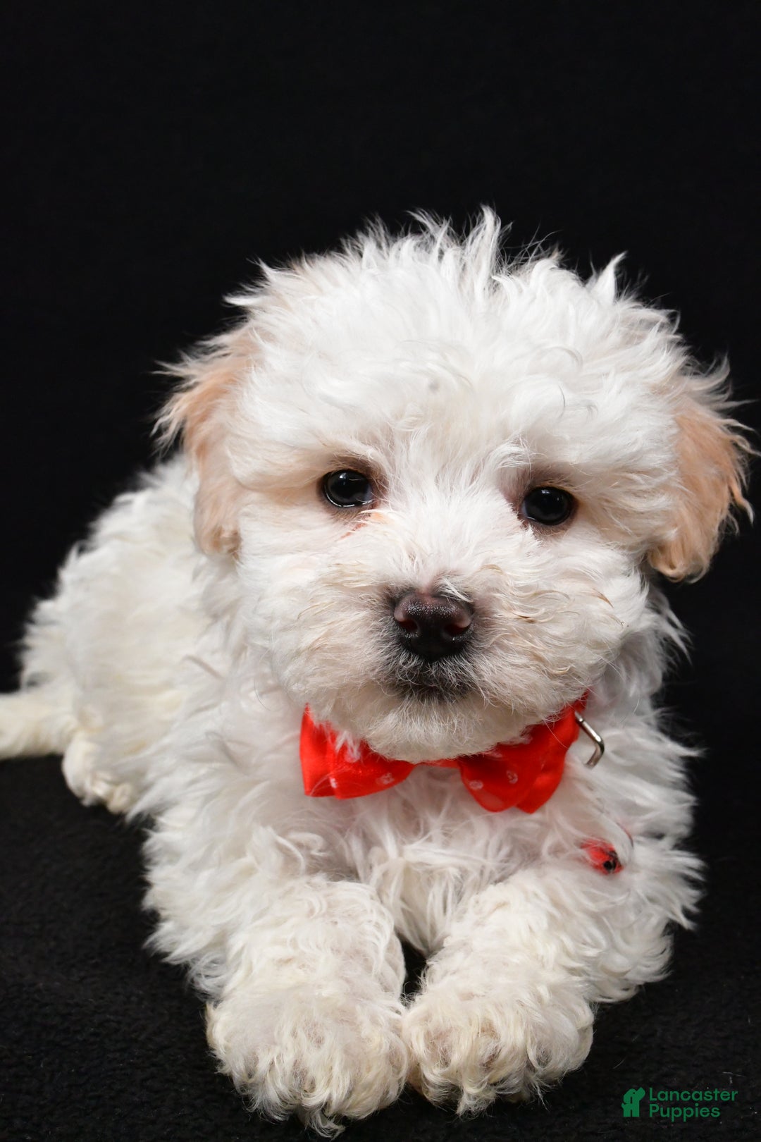 Maltipoo dogs for sale: Valen - Ad 4