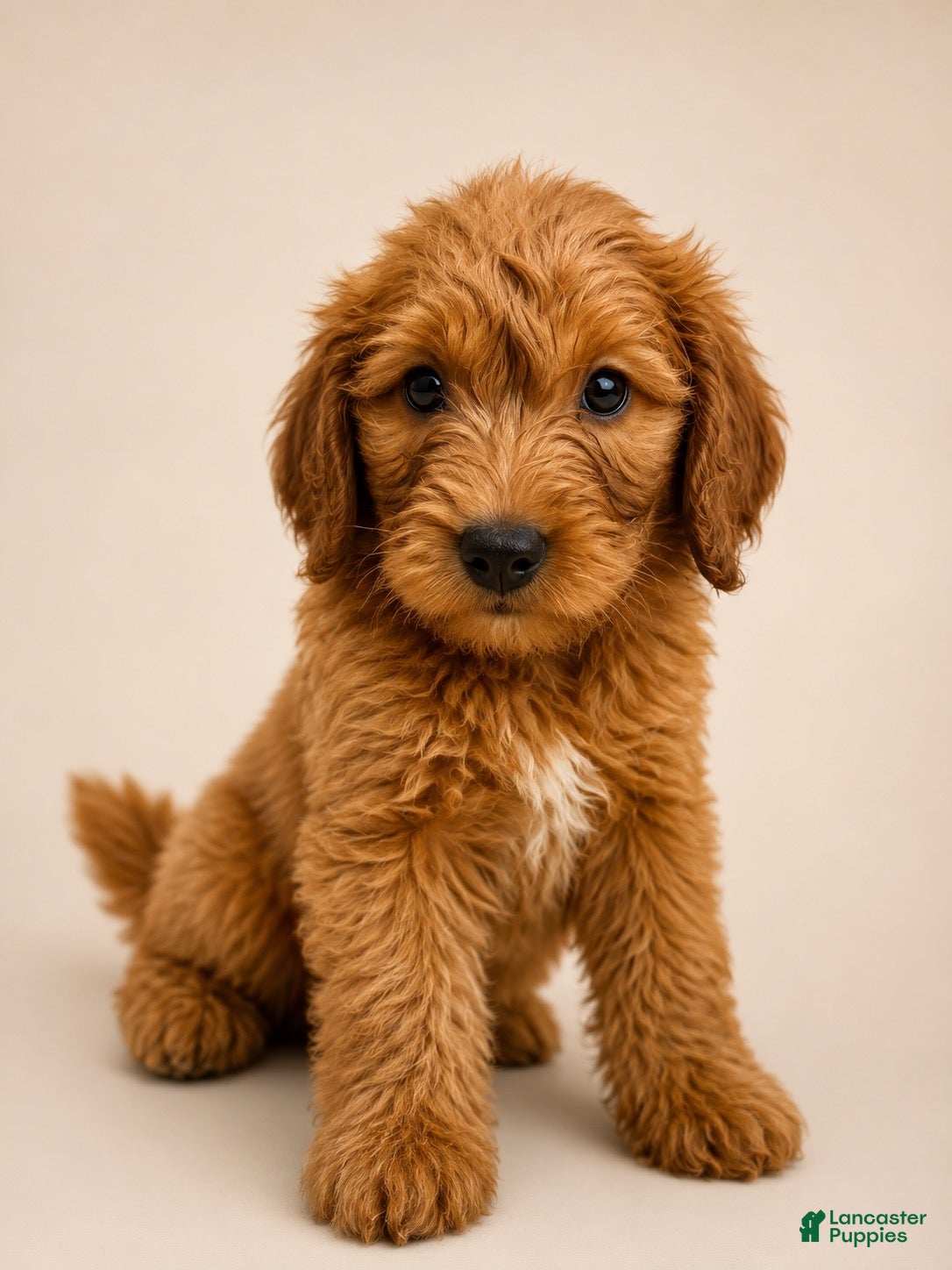 Goldendoodle dogs Goldendoodle 1 - Ad 1