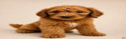 Goldendoodle dogs for sale: Goldendoodle 1 - Ad 1