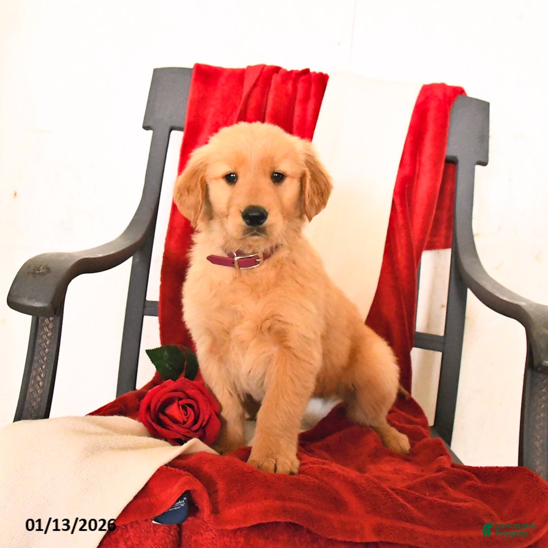 Golden Retriever dogs for sale: Joel - Ad 4