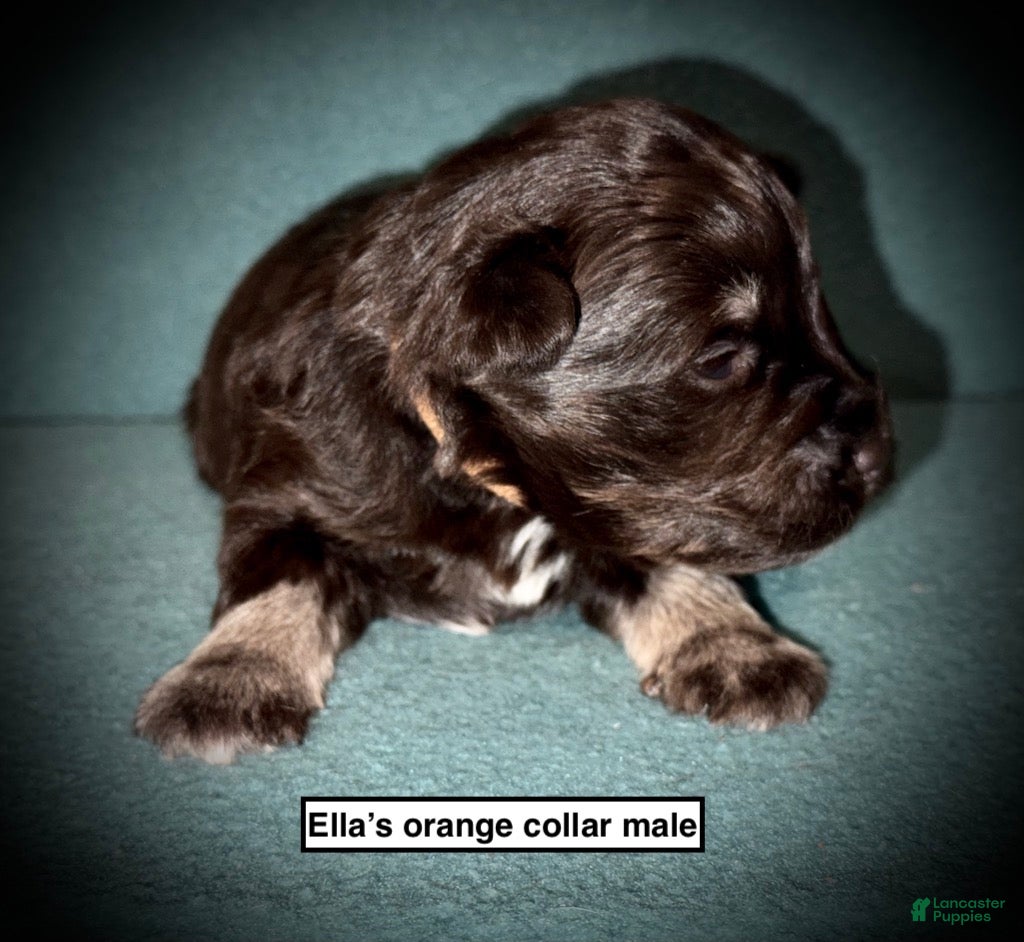 Miniature Schnauzer dogs AKC Ella's Orange Collar Male - Ad 28