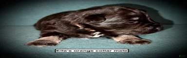 AKC Ella's Orange Collar Male