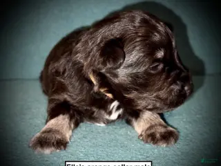 Miniature Schnauzer dogs AKC Ella's Orange Collar Male - Ad 28