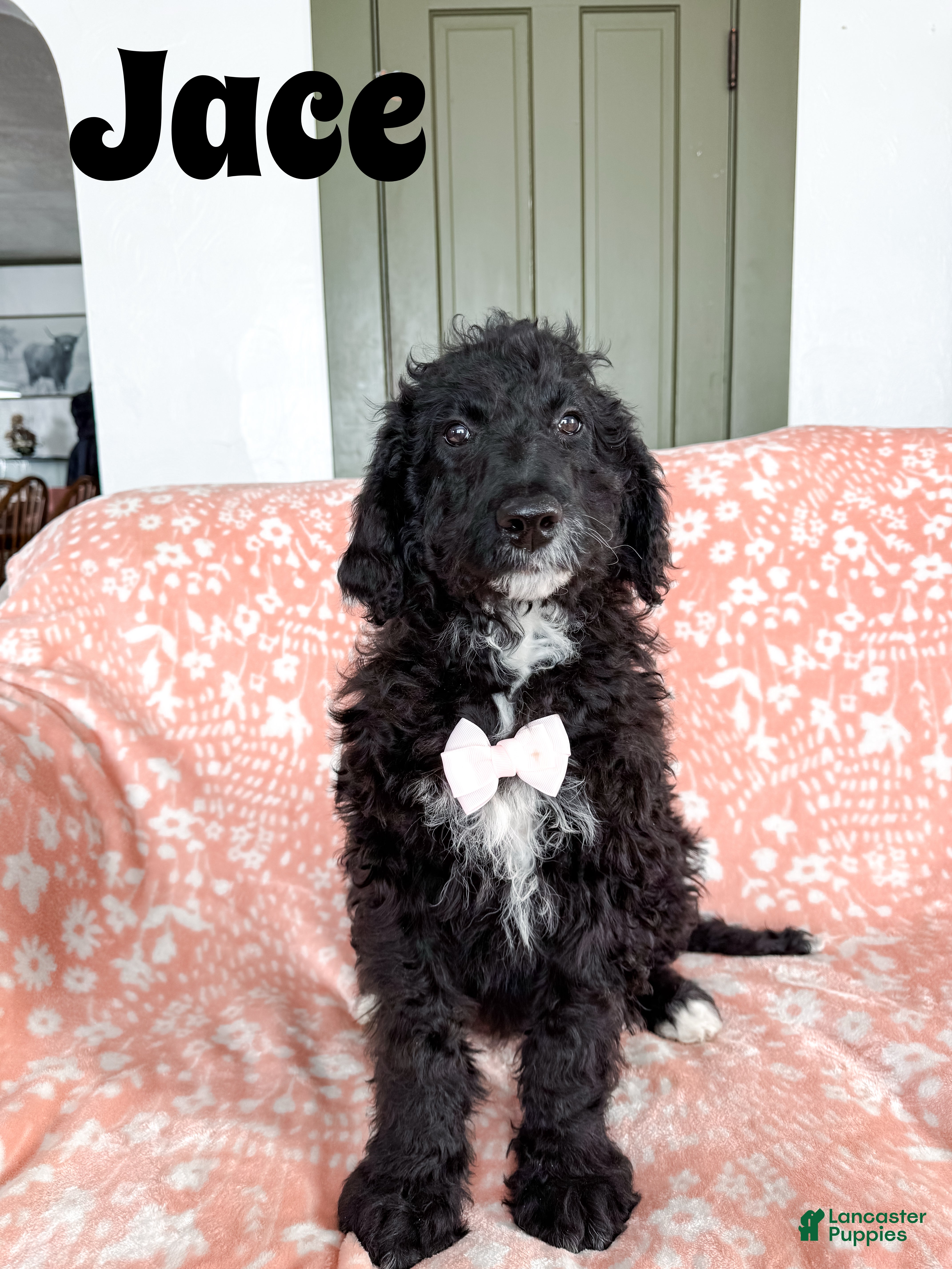 Aussiedoodle dogs Jace - Ad 32