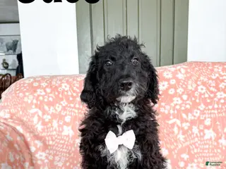 Aussiedoodle dogs Jace - Ad 32