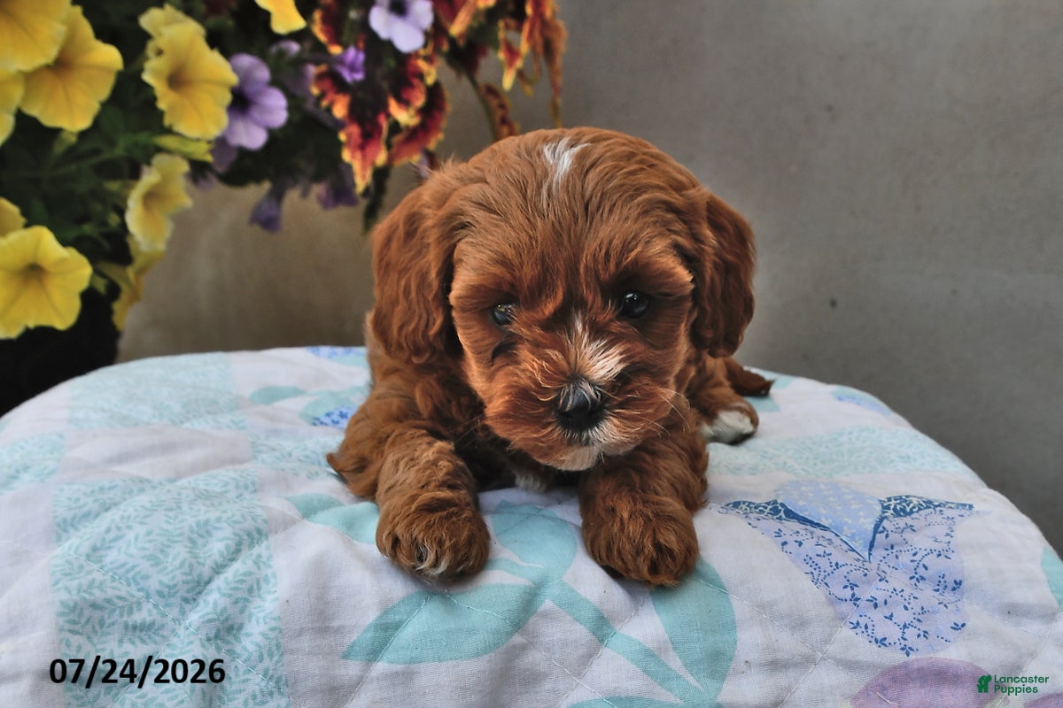 Cavapoo dogs Dixie - Ad 2