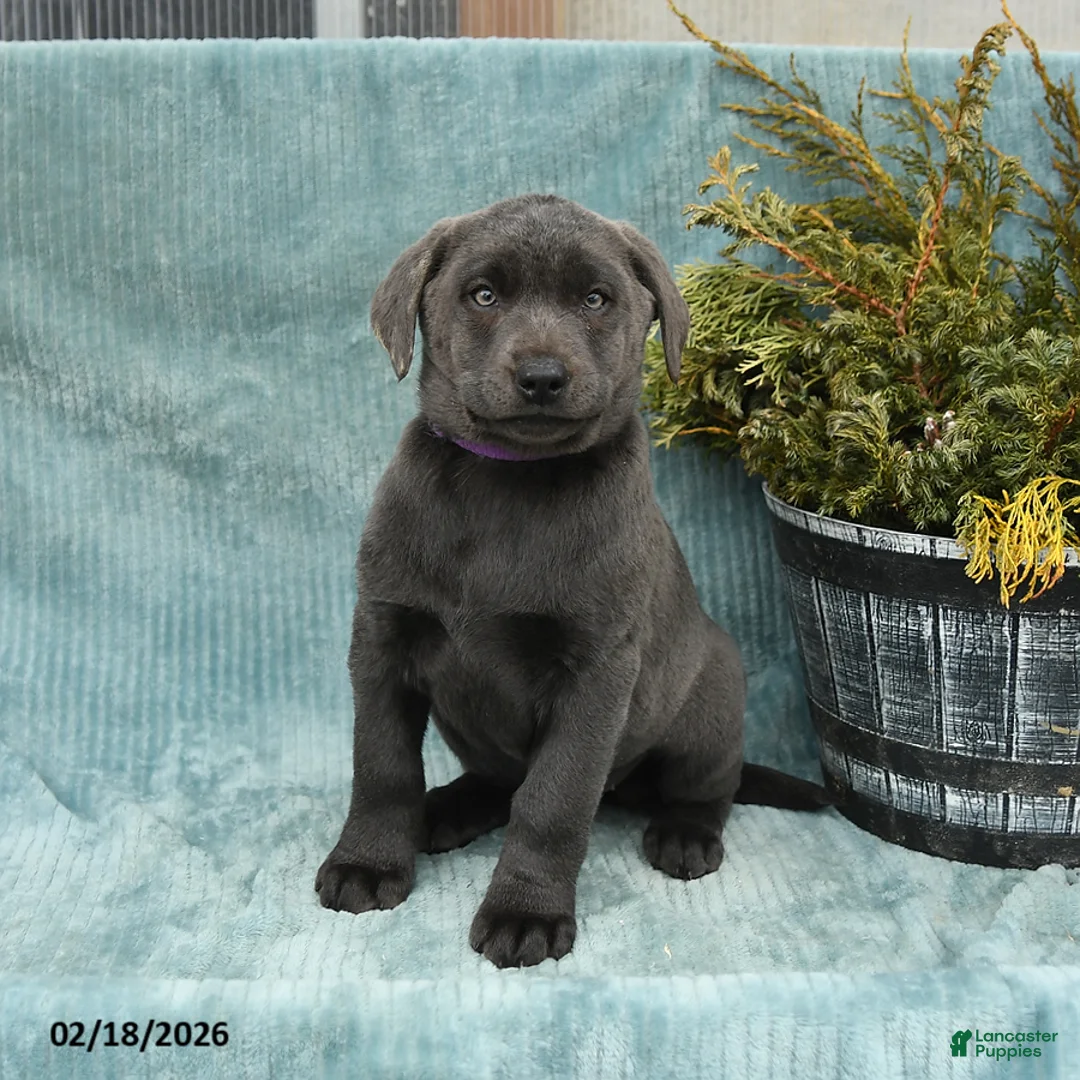 Labrador Retriever dogs for sale: Shades - Ad 1