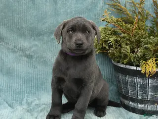 Labrador Retriever dogs for sale: Shades - Ad 1