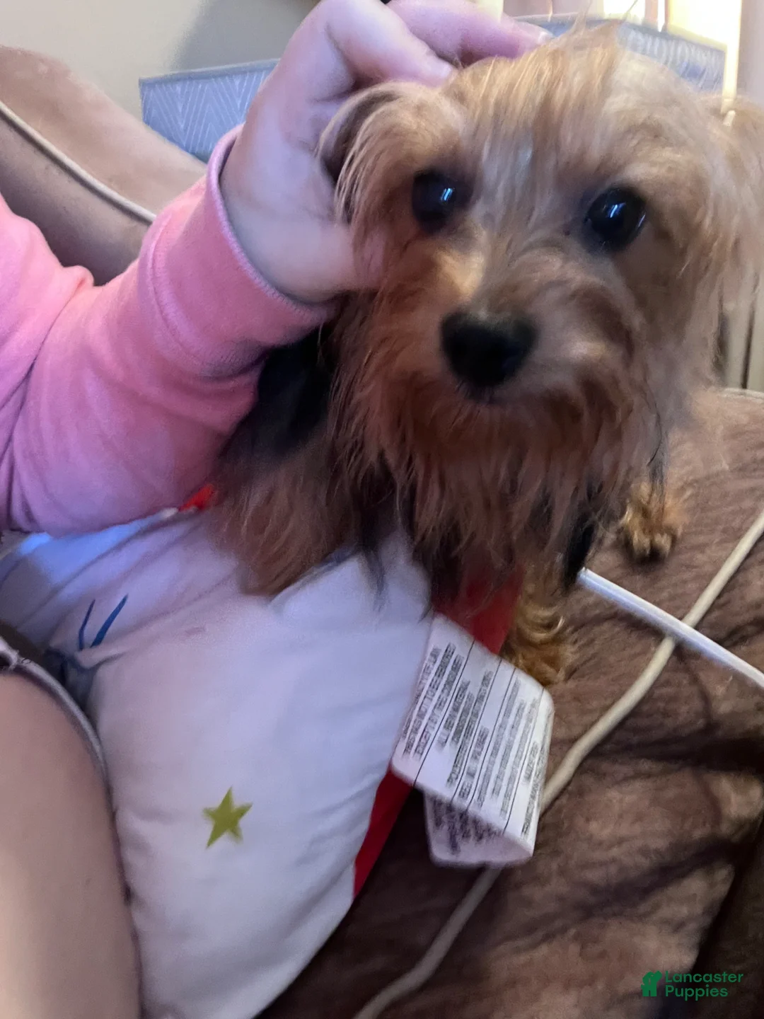 Yorkshire Terrier dogs for sale: Yorkshire Terrier Puppy 5 - Ad 3
