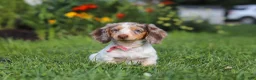 Dachshund dogs for sale: Shyla - Ad 3