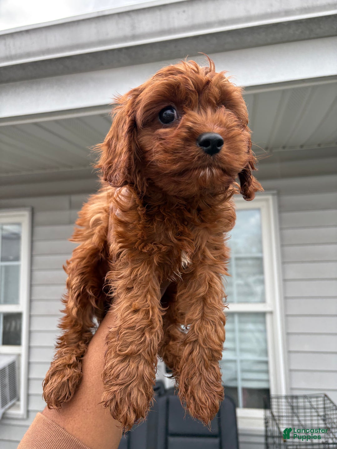 Maltipoo dogs for sale: Tiny Tia  - Ad 4