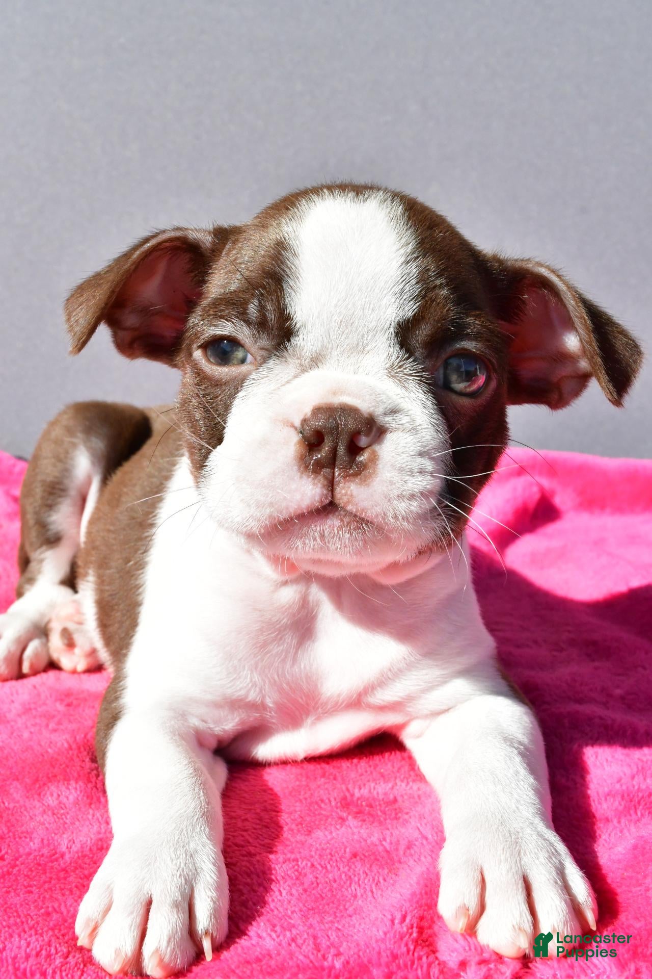 Boston Terrier dogs Tiffany - Ad 1