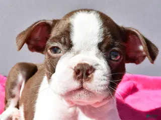 Boston Terrier dogs Tiffany - Ad 1