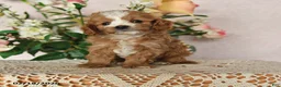 Cavapoo dogs for sale: Kalvin - Ad 1