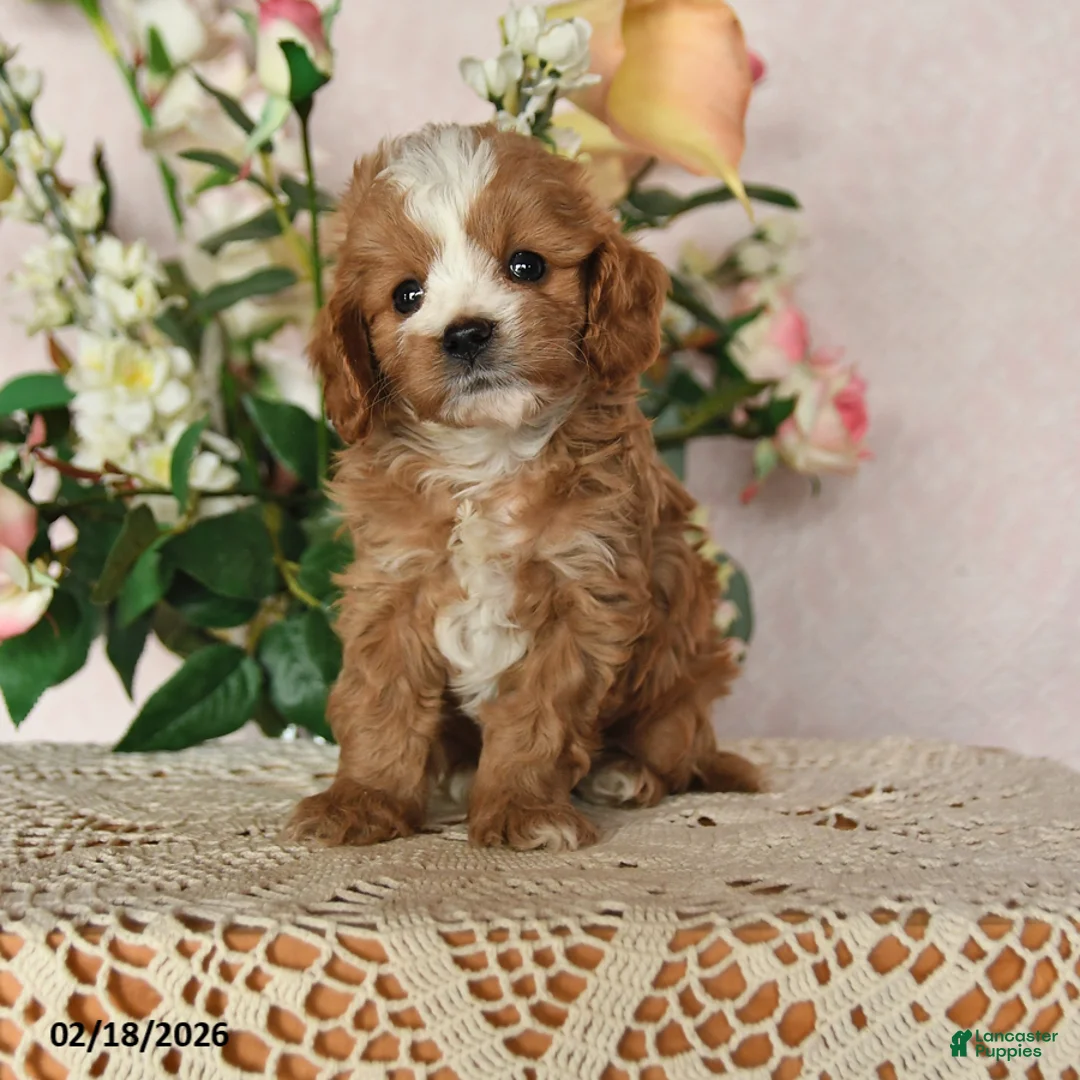 Cavapoo dogs for sale: Kalvin - Ad 1