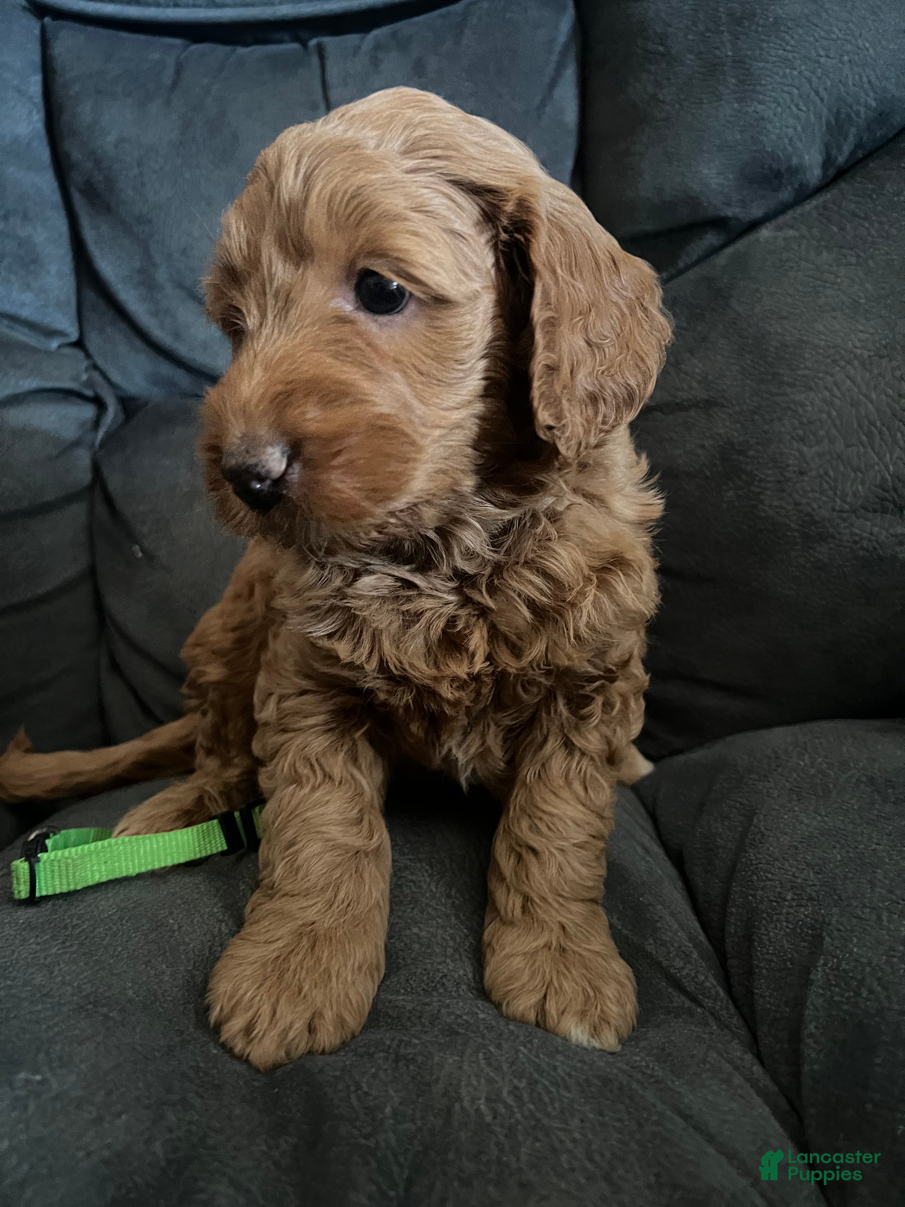 Mini Goldendoodle dogs Lime Collar, - Ad 1