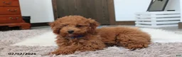 Toy Poodle dogs for sale: Patrick - Ad 9