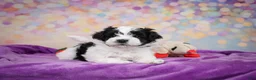 Maltipoo dogs for sale: Tyler - Ad 4