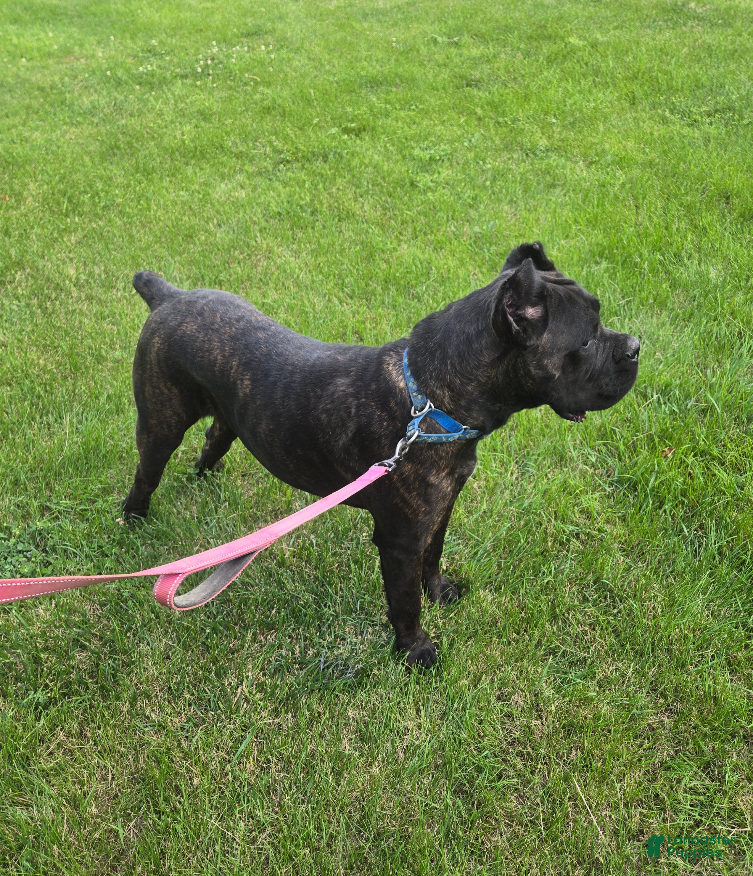 Cane Corso dogs ICCF Savage  - Ad 25