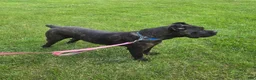 Cane Corso dogs for sale: ICCF Savage  - Ad 1