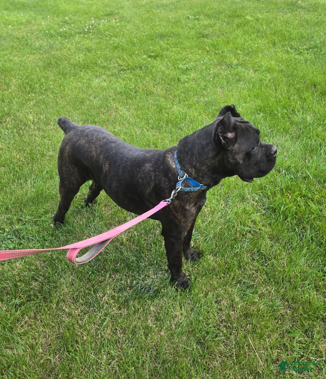 Cane Corso dogs for sale: ICCF Savage  - Ad 1