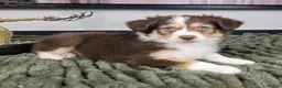 Miniature Australian Shepherd dogs for sale: Shelby - Ad 5