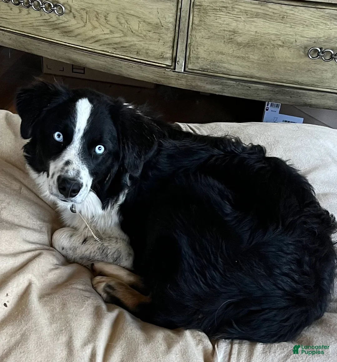 Australian Shepherd dogs for sale: Australian Shepherd Puppy 1 - Ad 3