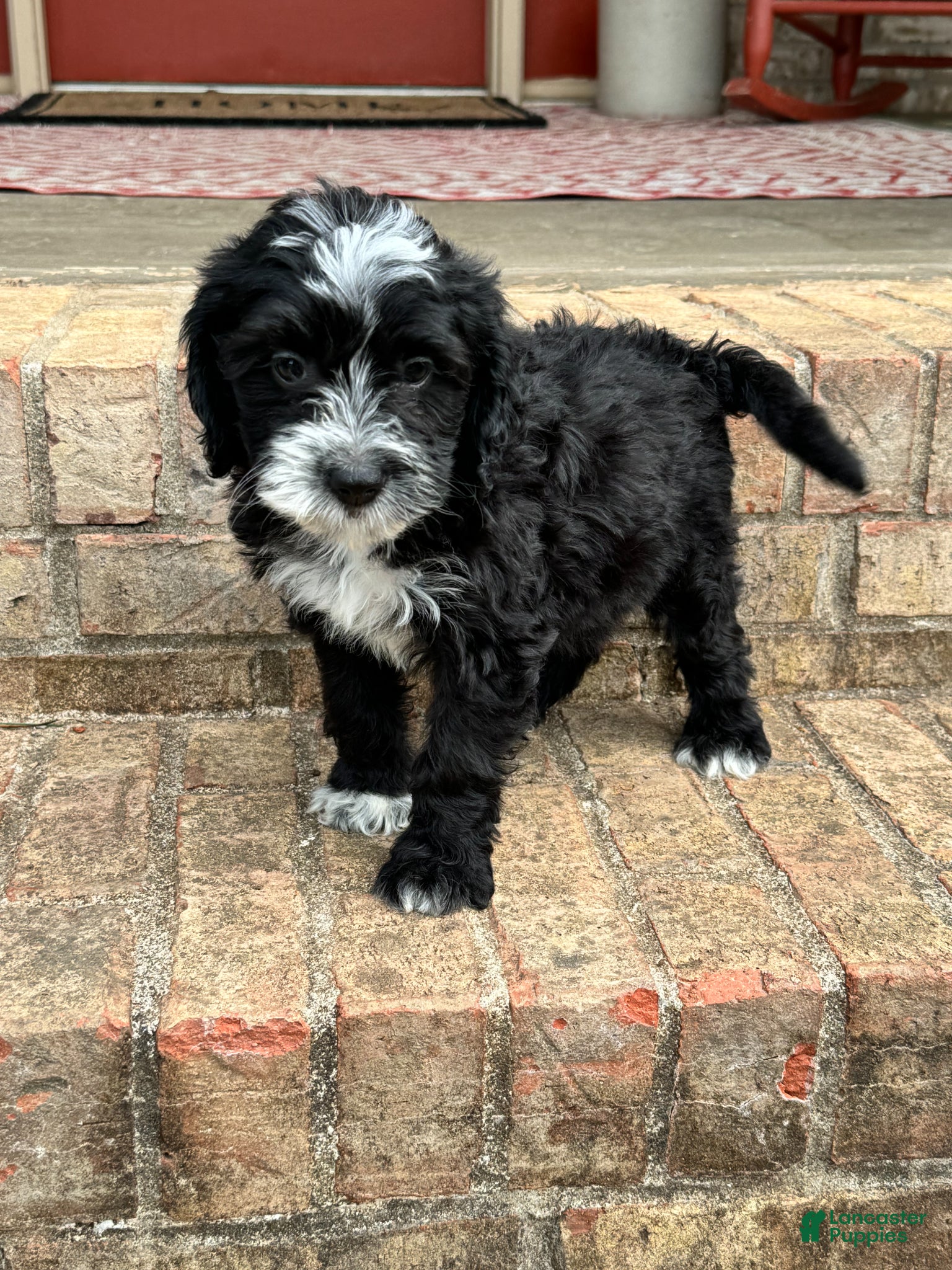 Mini Bernedoodle dogs Nova - Ad 8