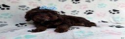 Cockapoo dogs for sale: Cocoa - Ad 5
