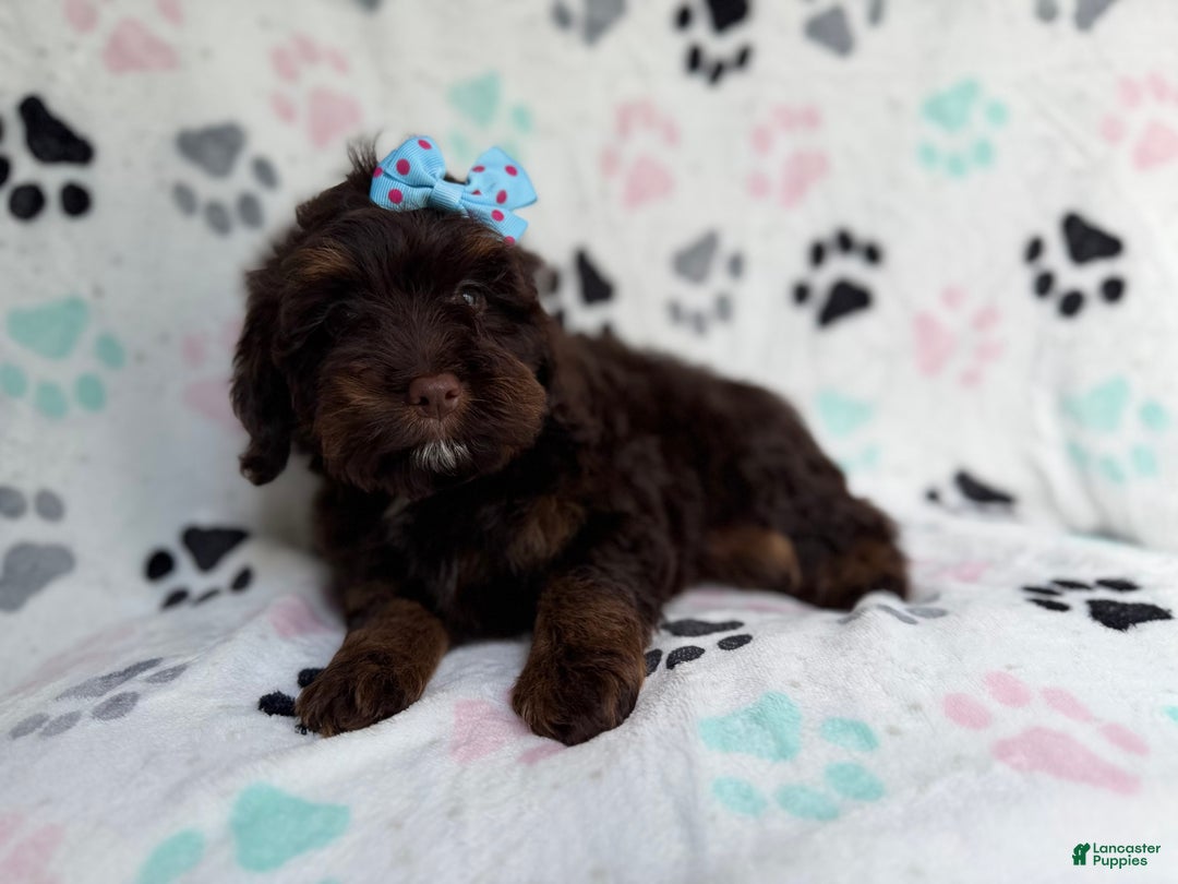 Cockapoo dogs for sale: Cocoa - Ad 5