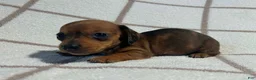Miniature Dachshund dogs for sale: AKC Wynona delivery available  - Ad 4