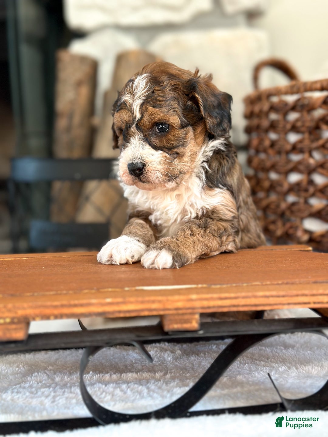 Cavachon dogs for sale: Woody - Ad 7