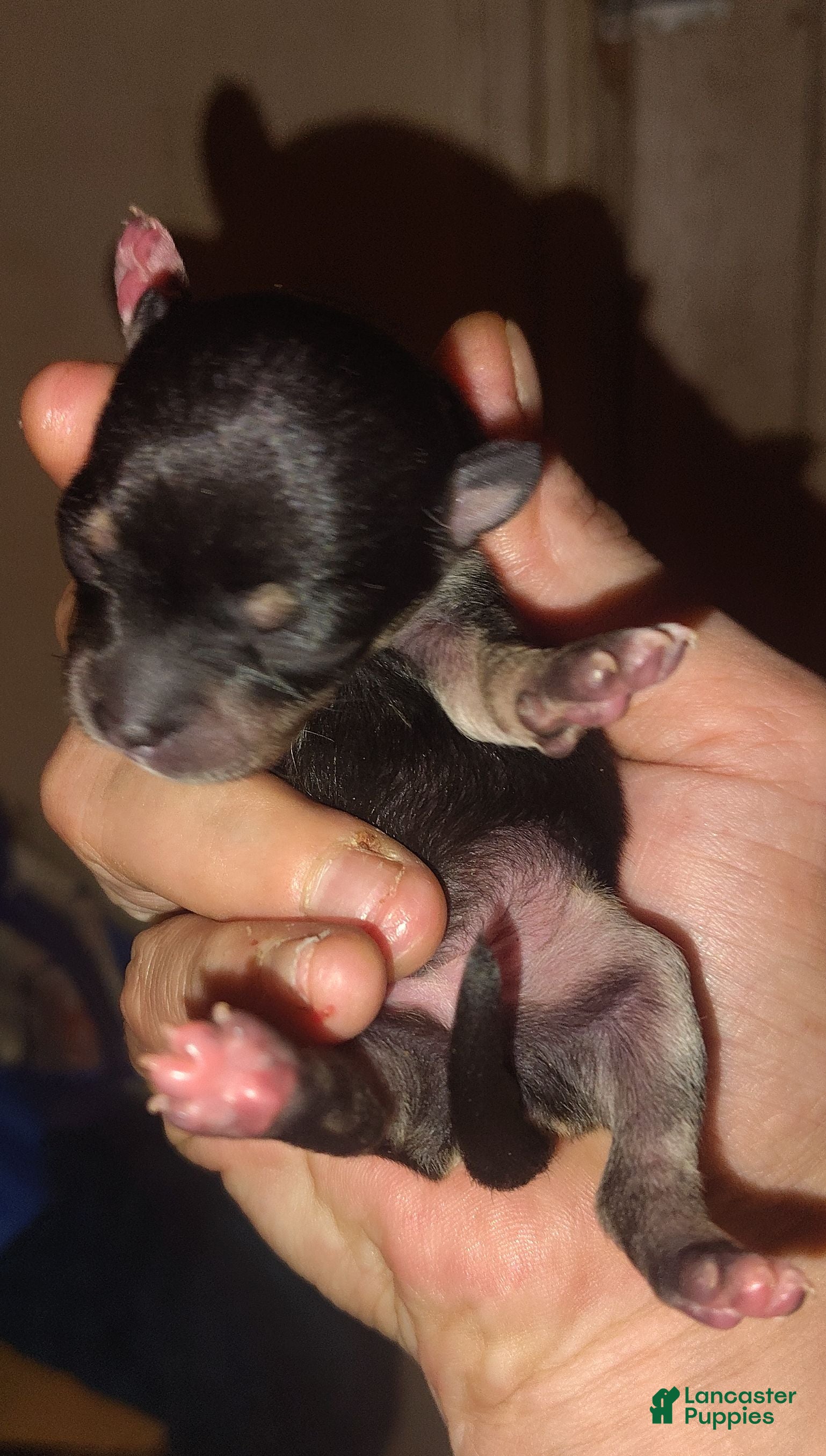 Chihuahua dogs Chihuahua 1 - Ad 38
