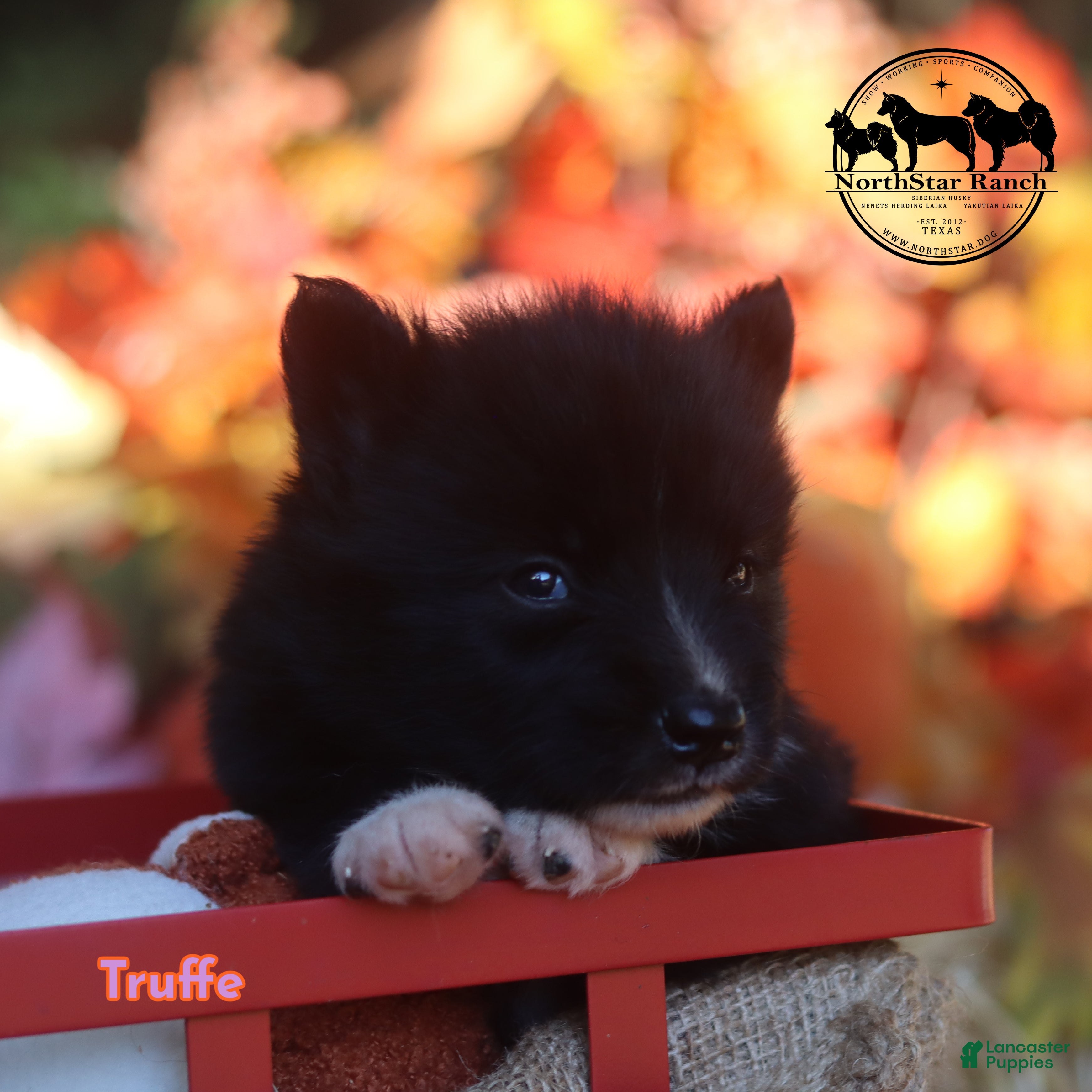 Nenets Herding Laika dogs for sale: Truffle  - Ad 1
