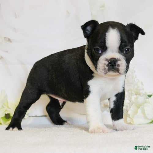 Boston Terrier dogs Riley - Ad 2