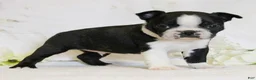 Boston Terrier dogs for sale: Rascal - Ad 7