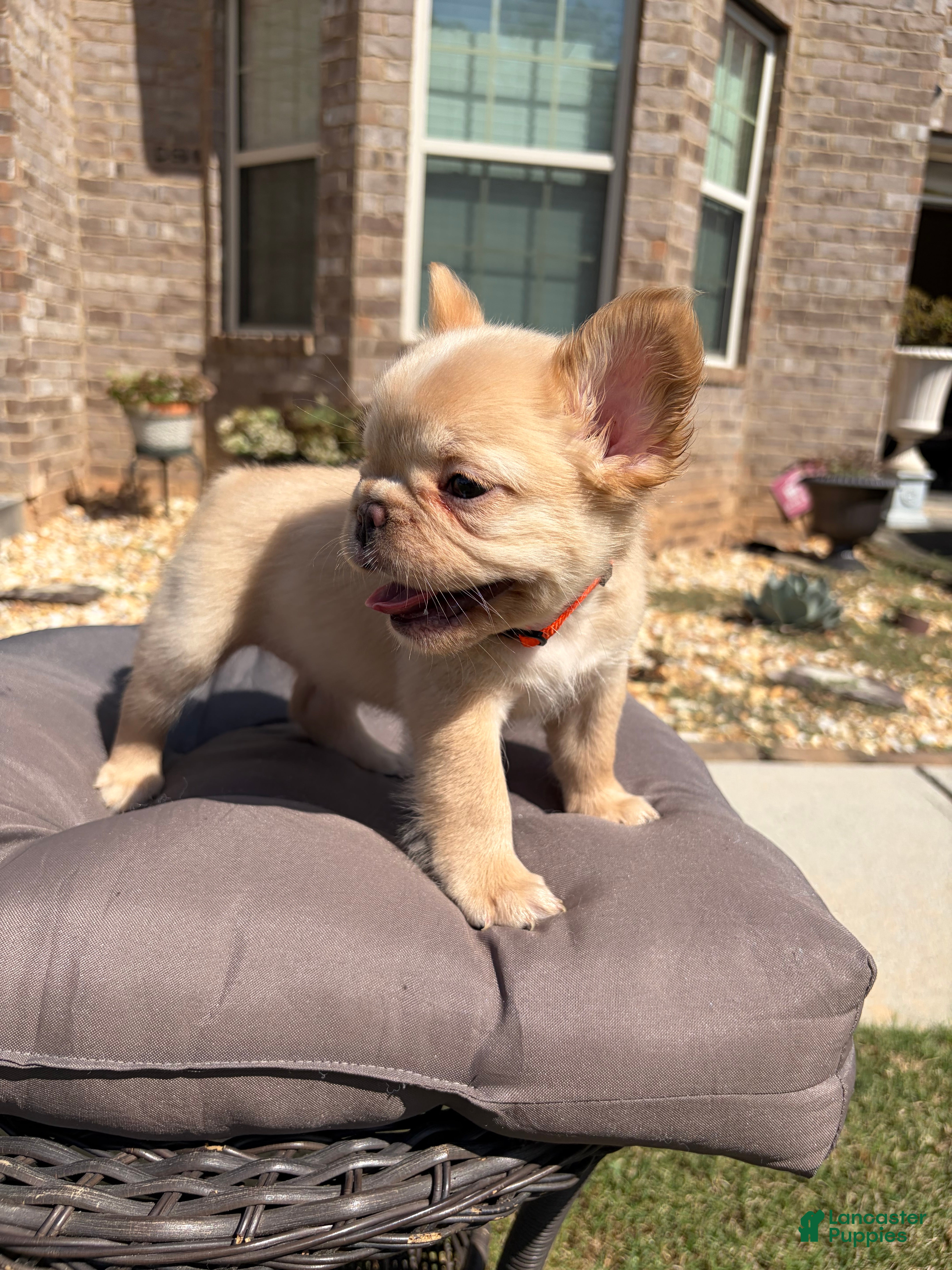French Bulldog dogs Isabella  - Ad 2