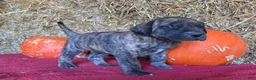 Great Dane dogs for sale: Brindy - Ad 4