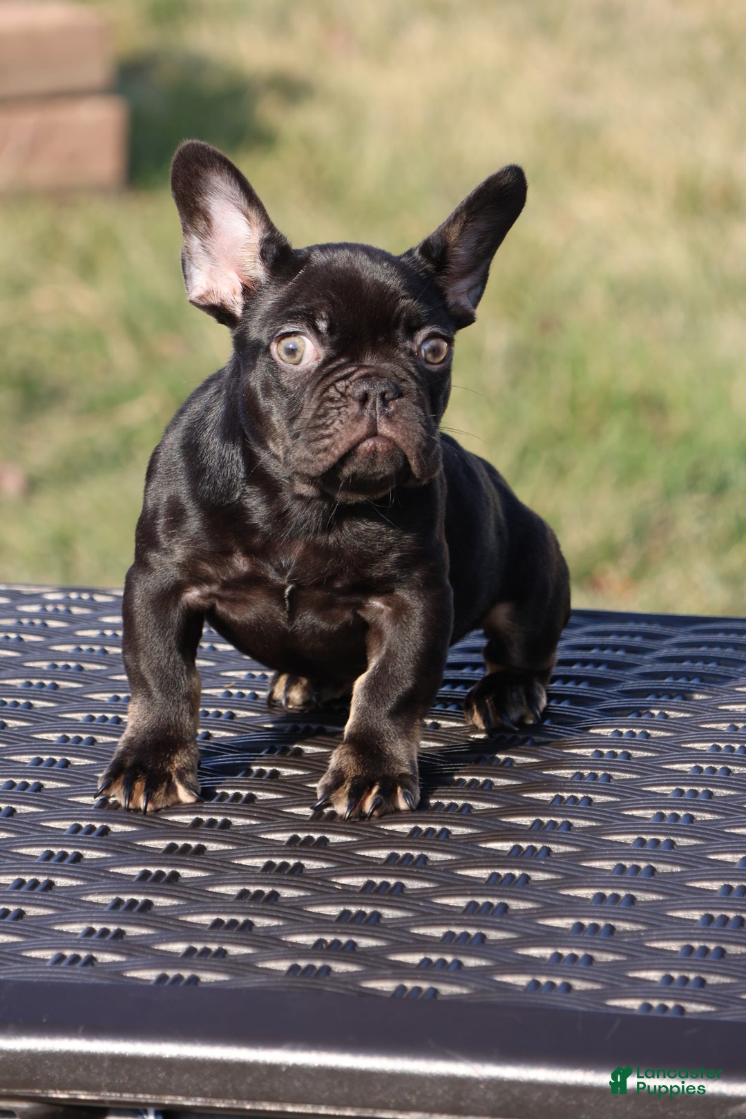 French Bulldog dogs for sale: French Bulldog Puppy 1 - Ad 2
